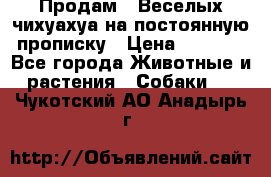 Продам.  Веселых чихуахуа на постоянную прописку › Цена ­ 8 000 - Все города Животные и растения » Собаки   . Чукотский АО,Анадырь г.